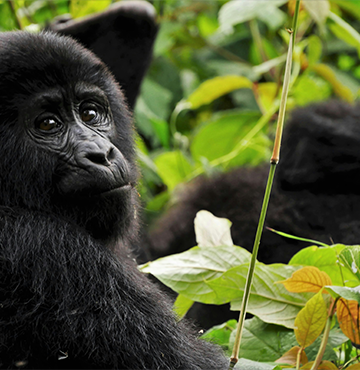 Uganda tours and safaris - Uganda travel packages