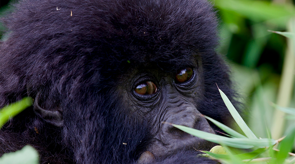 Gorilla & Chimpanzee Trekking Safari – Rwanda & Uganda (8 Days) - Rwanda & Uganda tour package